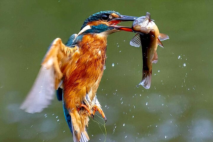 3-Day Private Birding Experience at Lake Bunyonyi - Photo 1 of 2