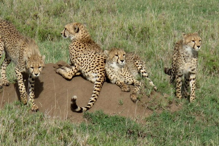 Cheetahs in Kidepo