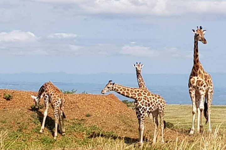 Murchison Falls National Park