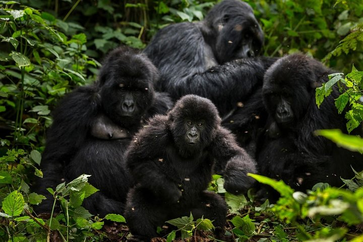 5-Day Gorillas, Lions and Water Safari in Uganda - Photo 1 of 14