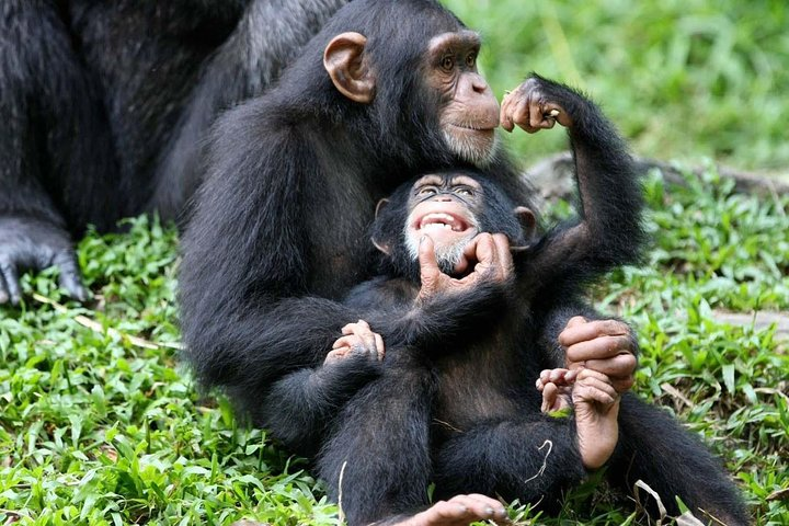Chimps in Kibale