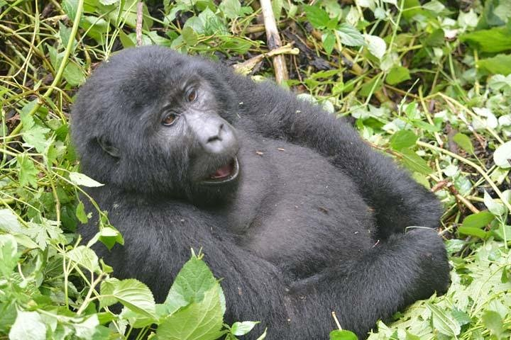 Gorilla tracking Uganda
