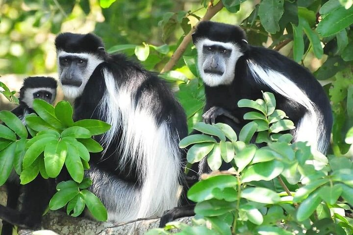 6-Day Private Tour in Kibale Semliki and Queen Elizabeth Park  - Photo 1 of 5