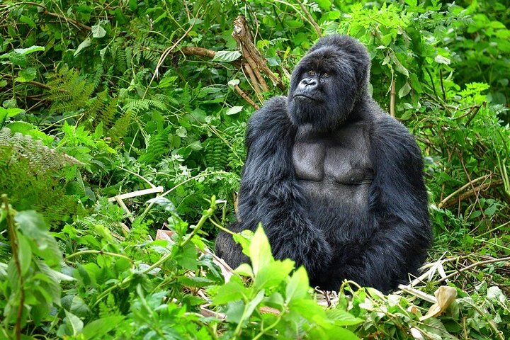 Mountain Gorilla in Bwindi Impenetrable National park