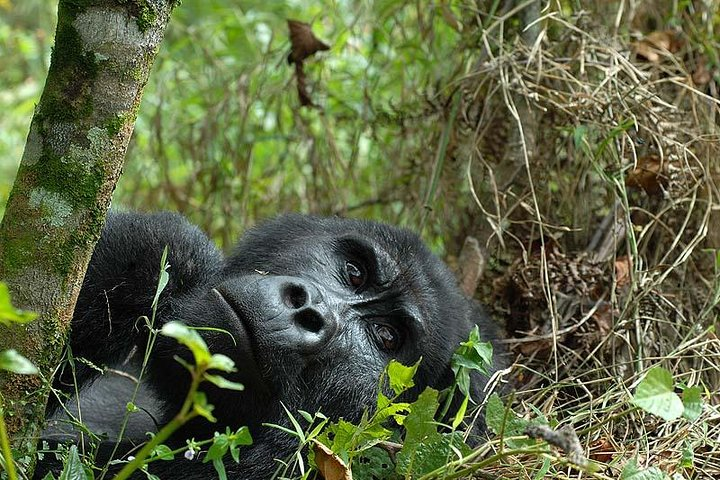 Bwindi Gorilla