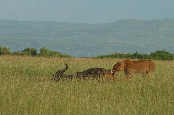 Lion Kill view from balloon
