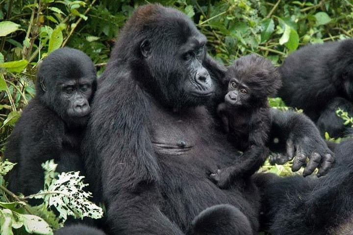 7Day Gorilla safari - Photo 1 of 2
