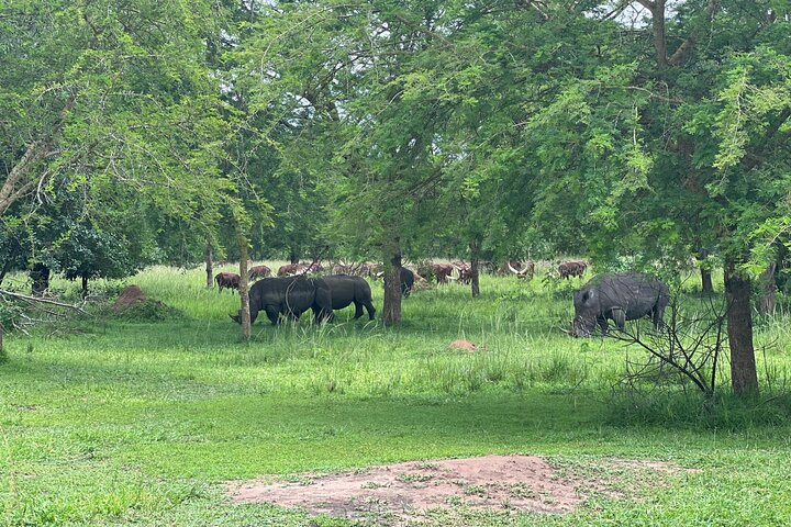 Rhino Tracking, Ziwa rhino Sanctuary and Wildlife Ranch