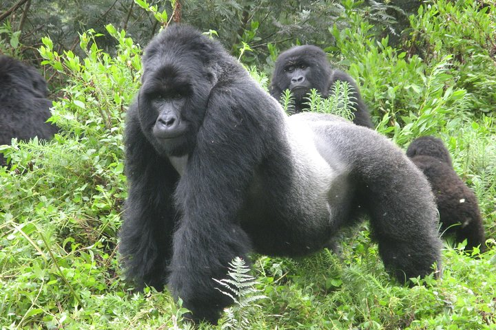 Silverback Uganda gorilla