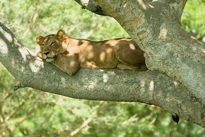 Tree climbing in Ishasha Queen