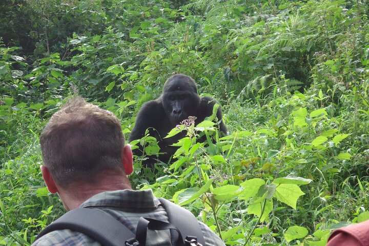 Meeting with the gorillas in Bwindi Forest