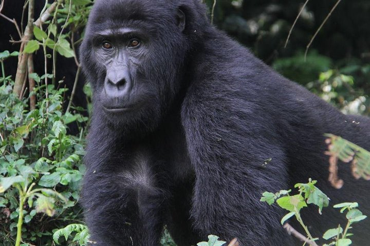 9-Day Uganda Primates - Lions & so Much More (Midrange) - Photo 1 of 12