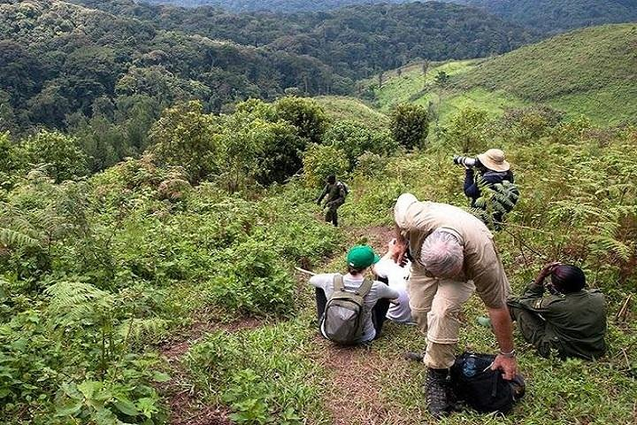 Amazing Gorillas in the mist - Photo 1 of 7