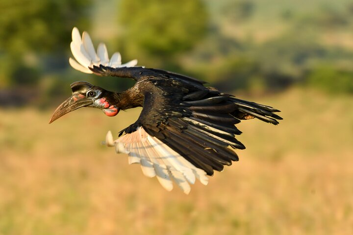 Birding And Nature Tours - Photo 1 of 20