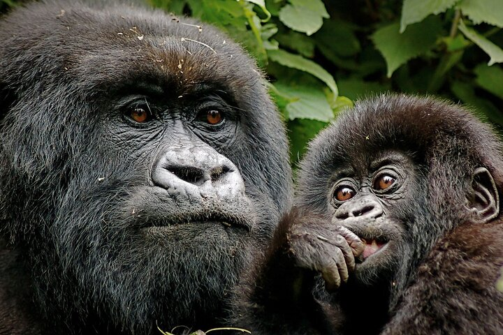 3 Day Exciting Gorilla Trekking Experience in Uganda - Photo 1 of 3