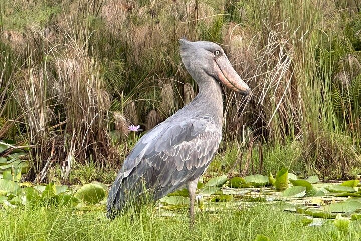 1/2 Mabamba Swamp Shoebill Tour  - Photo 1 of 10