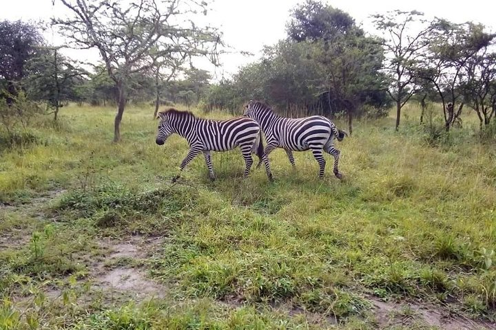 Great safari adventure  - Photo 1 of 10