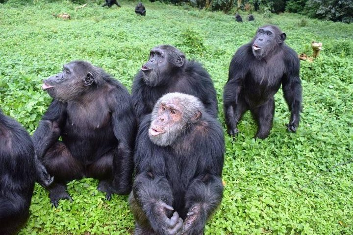 Magical Christmas Tour in Entebbe, Uganda - Photo 1 of 13