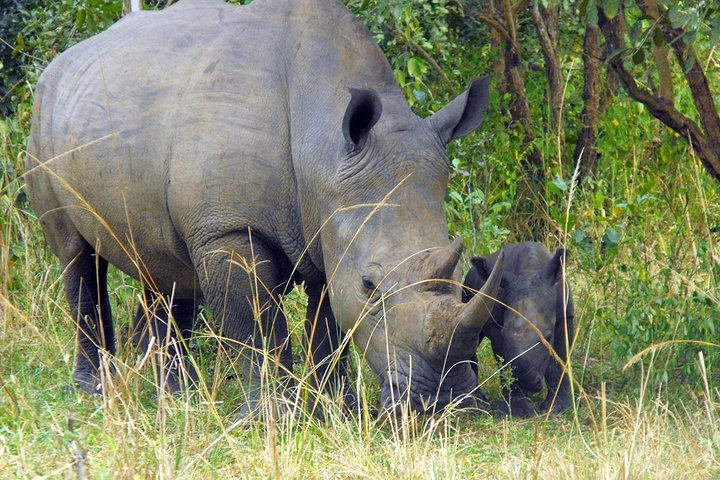 Private Full-Day Tour to Ziwa Rhino Sanctuary - Photo 1 of 2