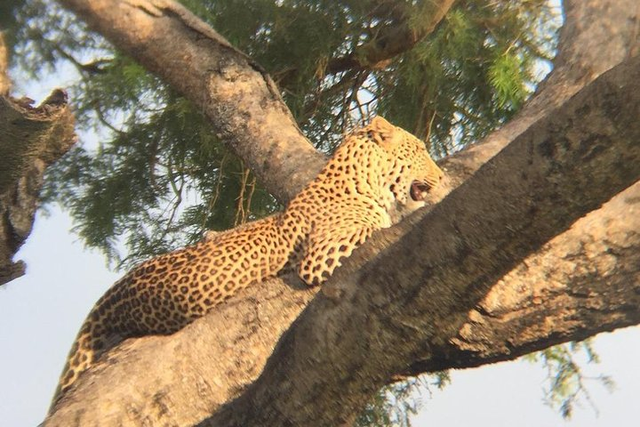 A leopard spotted during the game drive