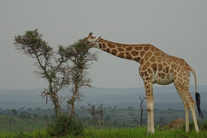 Twelve days Amazing Tour in Uganda - Photo 1 of 9