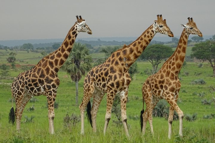 Two days sipi falls and Pian upe Nataional Game reserve in Uganda - Photo 1 of 7