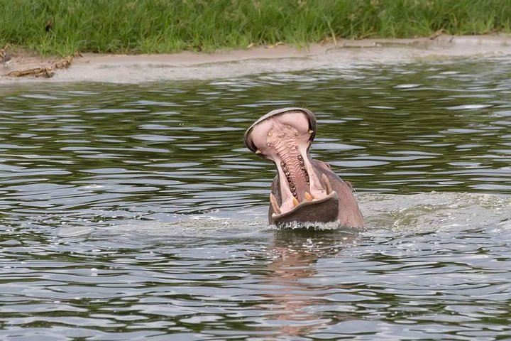 Ultimate Uganda Luxury Safari - 14 Days - Photo 1 of 25