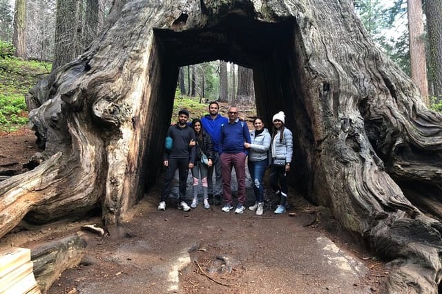Big Trees Hike & Riverside Cookout Adventure in Yosemite National Park ...
