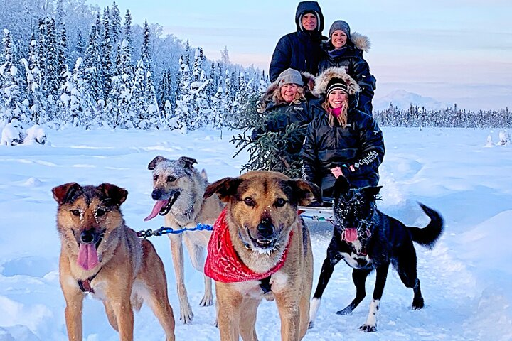 Dog Sledding Adventure in Willow, Alaska in Anchorage Pelago - Main Image