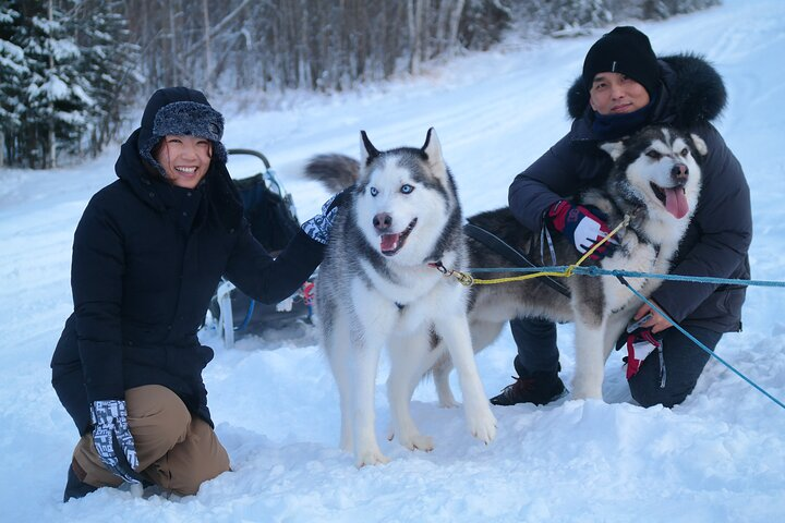 Free Pickup/Drop off: Alaskan Husky Dog Sledding with Free Photo