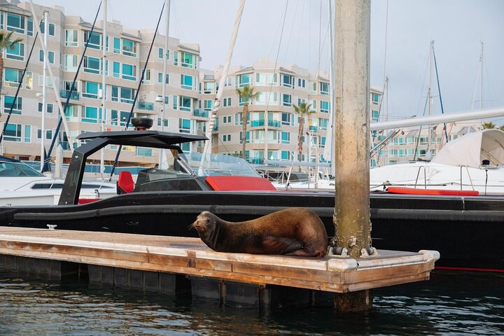 Luxury Shared E-Boat Cruise with Wine, Charcuterie & Sea Lions Spotting in  Santa Monica | Pelago
