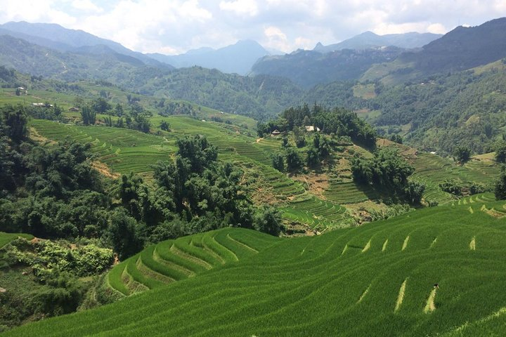 Sapa Rice Terrace