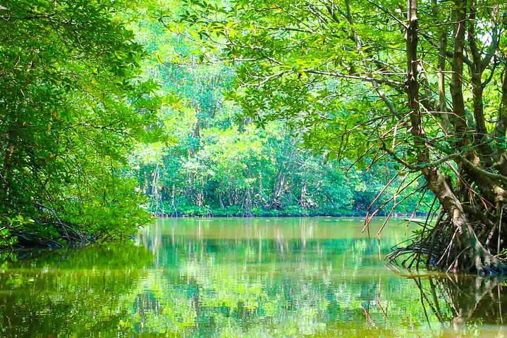 Can Gio Mangrove Forest 1 day tour - Photo 1 of 11