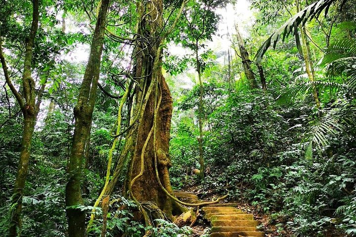 Cuc Phuong National Park: A Journey Through the Primal Forest - Photo 1 of 2