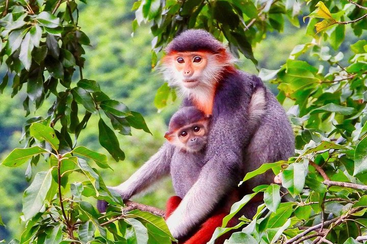 Son Tra Monkey Tour: Spot Red-Shanked Douc & Sightseeings Private - Photo 1 of 18