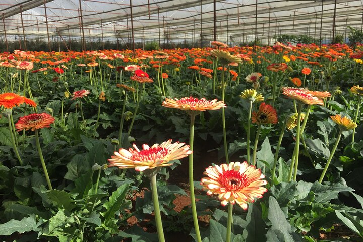 local flower farm