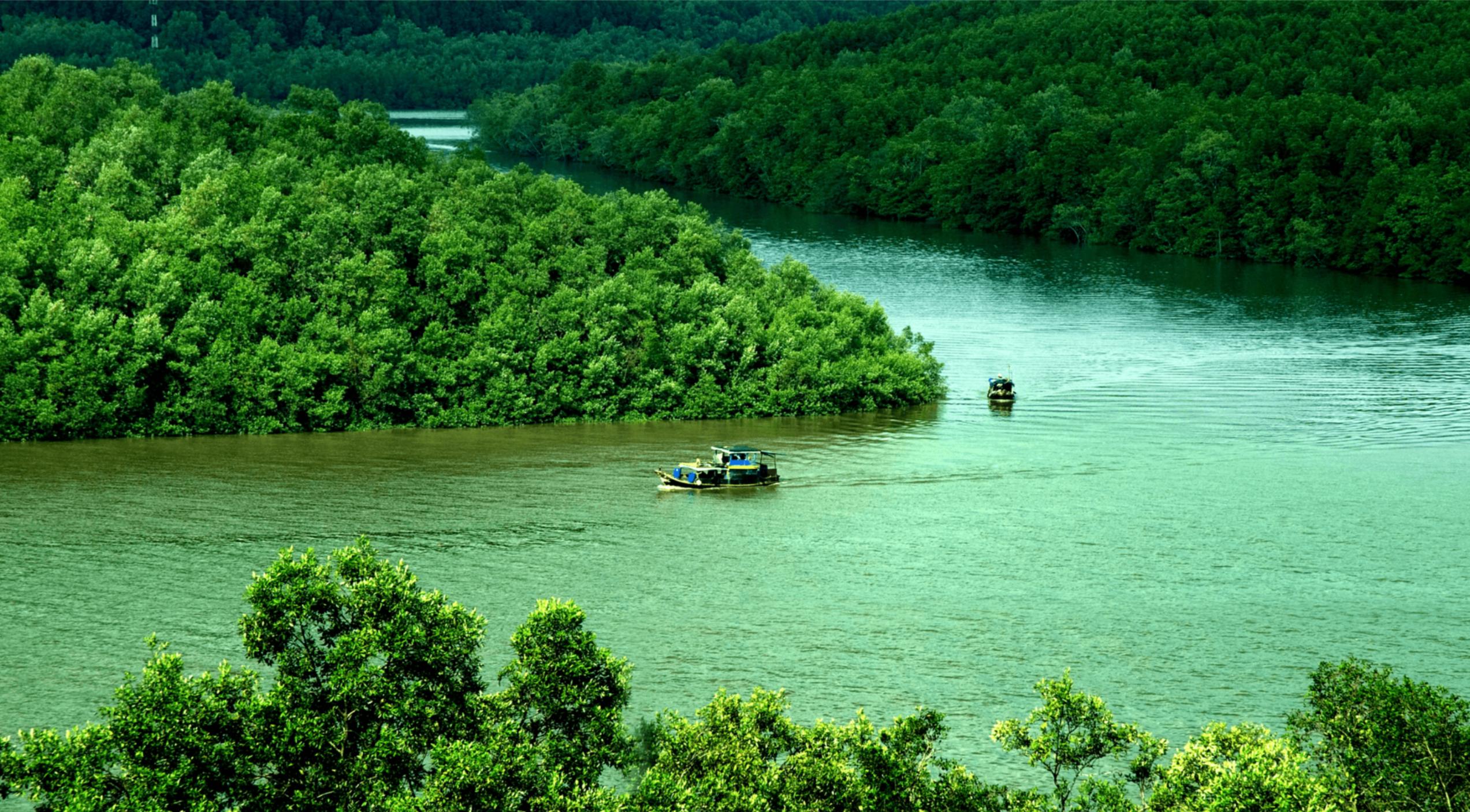 Experience the serene beauty of Can Gio's lush mangrove forests where tranquil waters and wildlife adventures await just beyond the city's hustle and bustle. Discover nature's treasures here.
