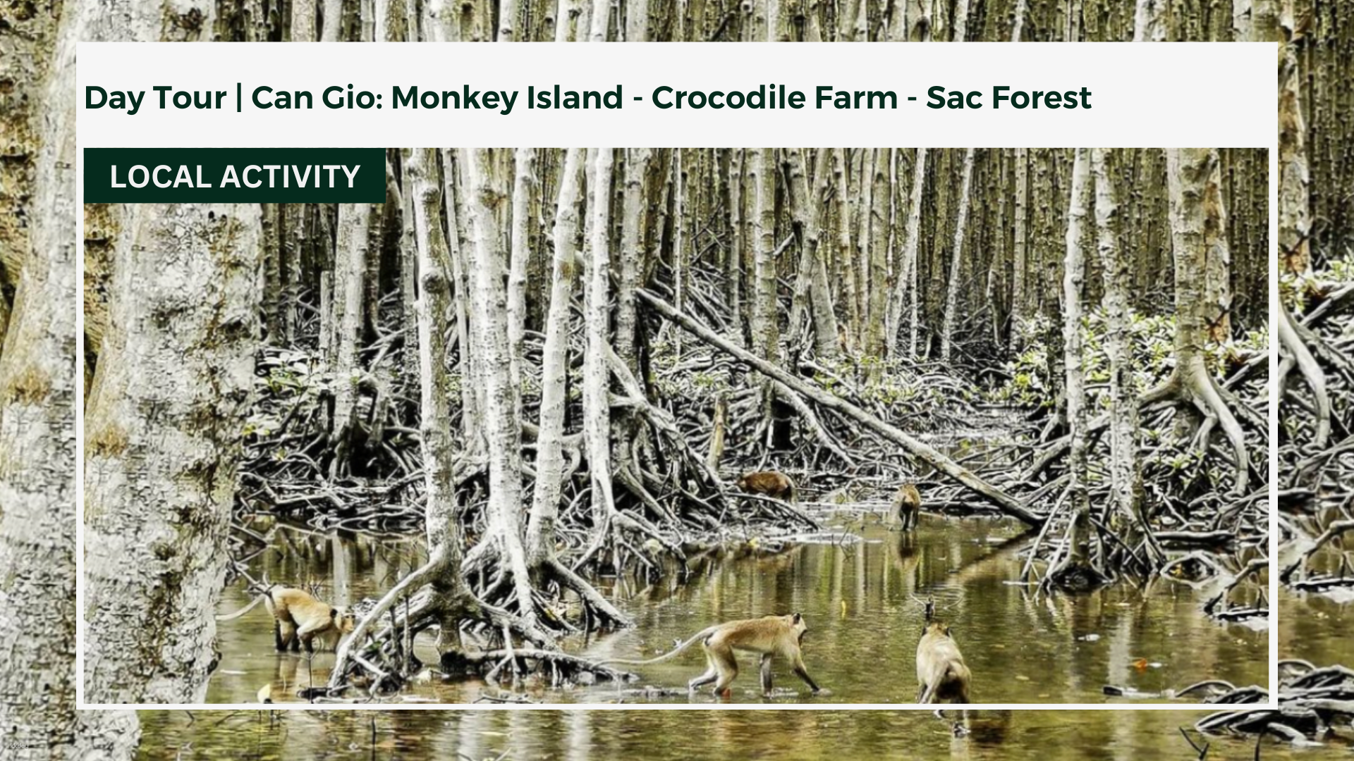 Day Tour | From Ho Chi Minh City to Can Gio: Monkey Island - Crocodile Farm - Sac Forest - Photo 1 of 9