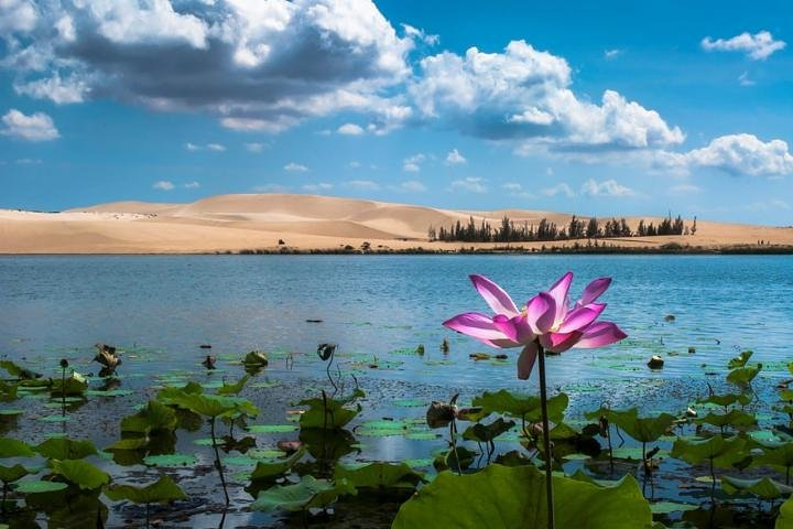 Discover the serene beauty of lotus lakes and golden sand dunes perfect for a memorable escape from Ho Chi Minh City. Experience nature like never before during your adventure!