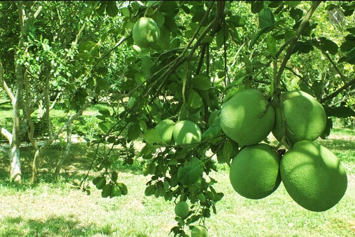 Hue: Half-day Thuy Bieu Village Cycling Adventure - Photo 1 of 7