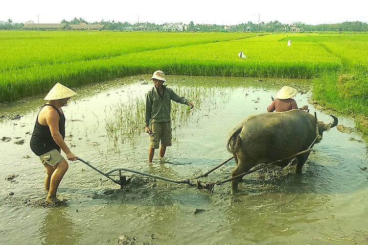 Half-day Farming life with wet rice from Hoi An - Photo 1 of 5