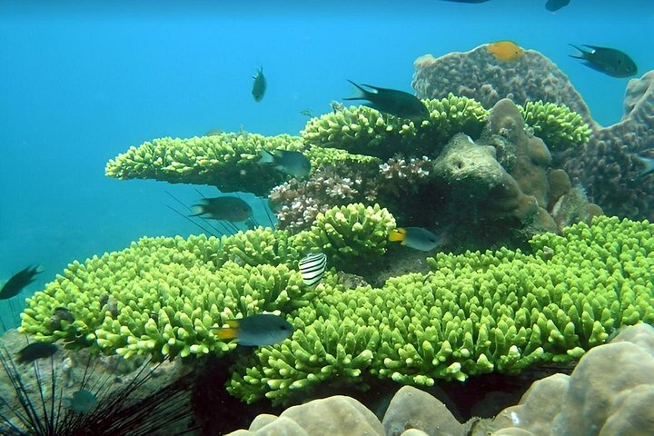 Half-day Snorkeling Experience in Phu Quoc Island - Photo 1 of 17