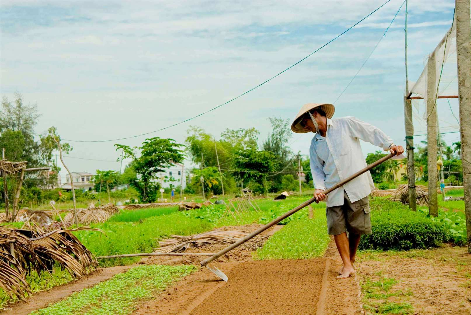Half Day Tour | Tra Que Village Cycling And Farming - Photo 1 of 6