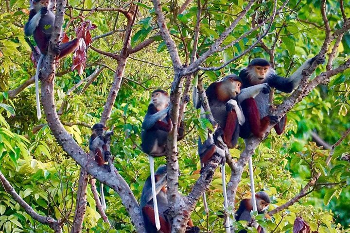 Son Tra Mountain Sunrise Monkey Watching Tour by Motorbike - Photo 1 of 17