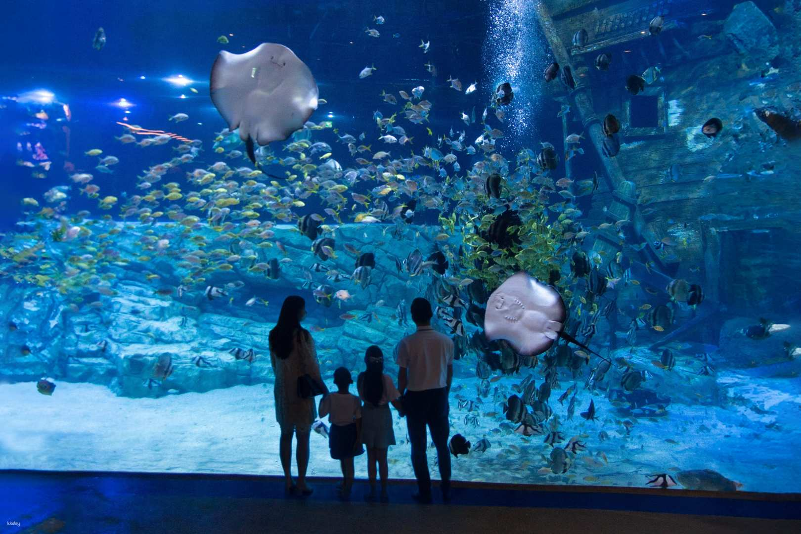 [SPECIAL PROMOTION] Lotte World Aquarium | Hanoi - Photo 1 of 10