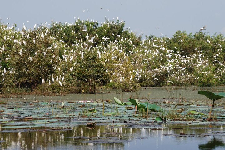 Mekong Delta Tour 3days - Tra Su cajuput forest