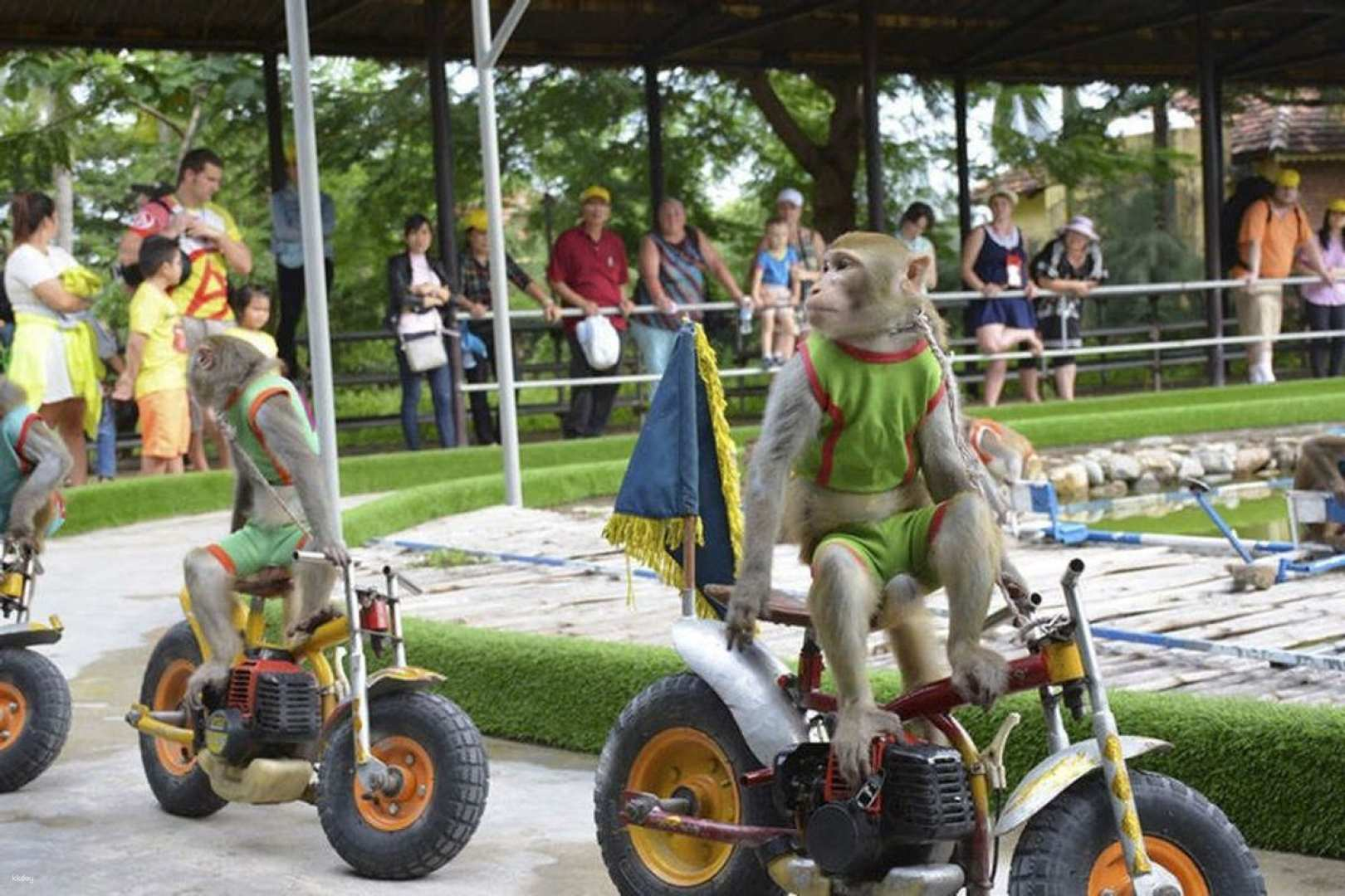 Nha Trang Monkey Island Round Trip Private Tour by Car (Admission Ticket Included) - Photo 1 of 5