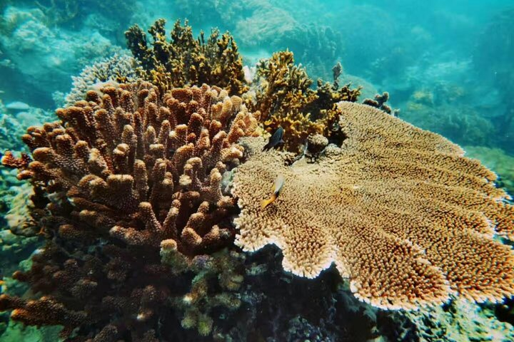 The beautiful red table coral at Mun island in Nha Trang Bay