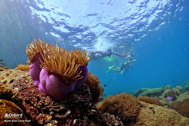 Phu Quoc Small-Group Snorkeling Tour by speedboat to explore Coral Mountain
