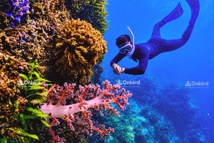 PRO-SNORKELING to Explore Hidden Coral Reefs (MAX 10 PAX) - Photo 1 of 25